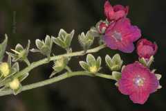 Lindelofia anchusoides